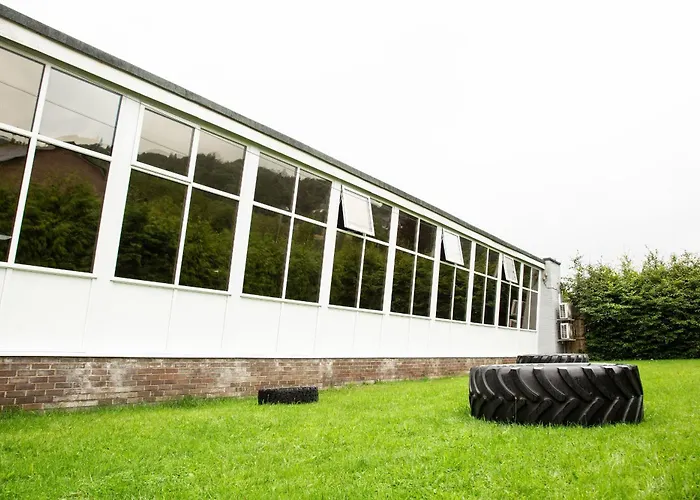 Daffodils Bowness-on-Windermere